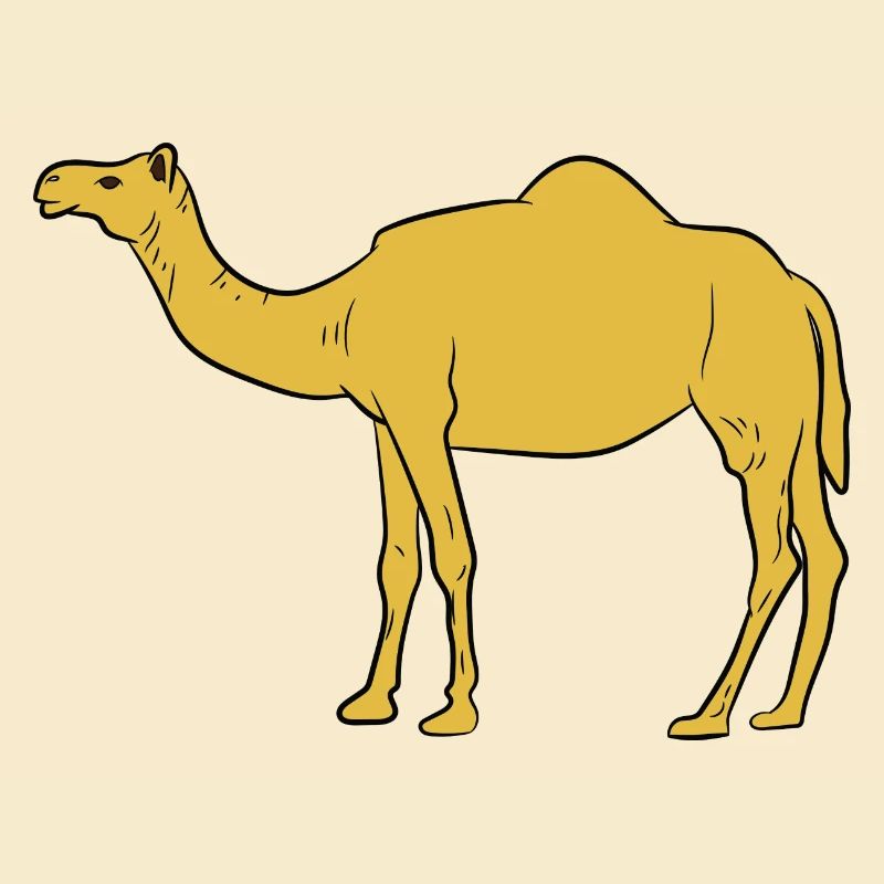 Kamel / Dromedar - seitliche Ansicht