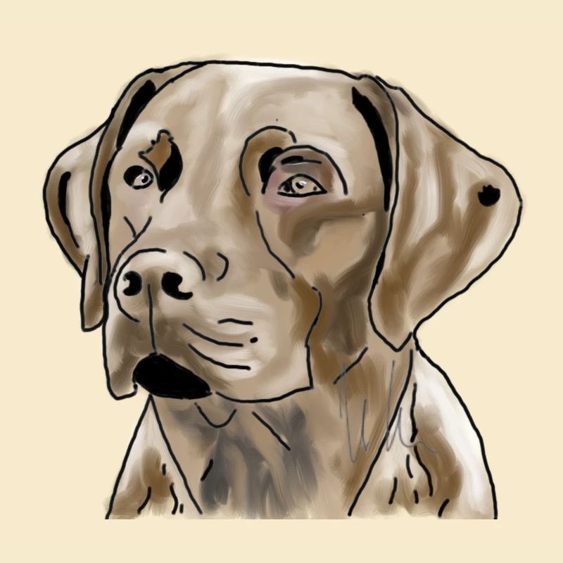 Labrador