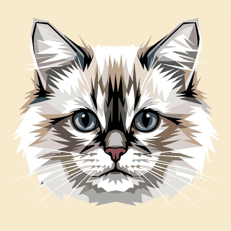 Ragdoll Chat Ragdoll Chat Mignons Chats Ragdoll