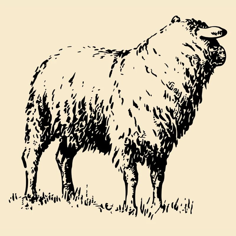 schaf