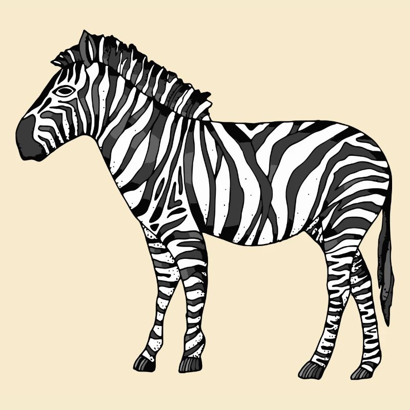 zebra
