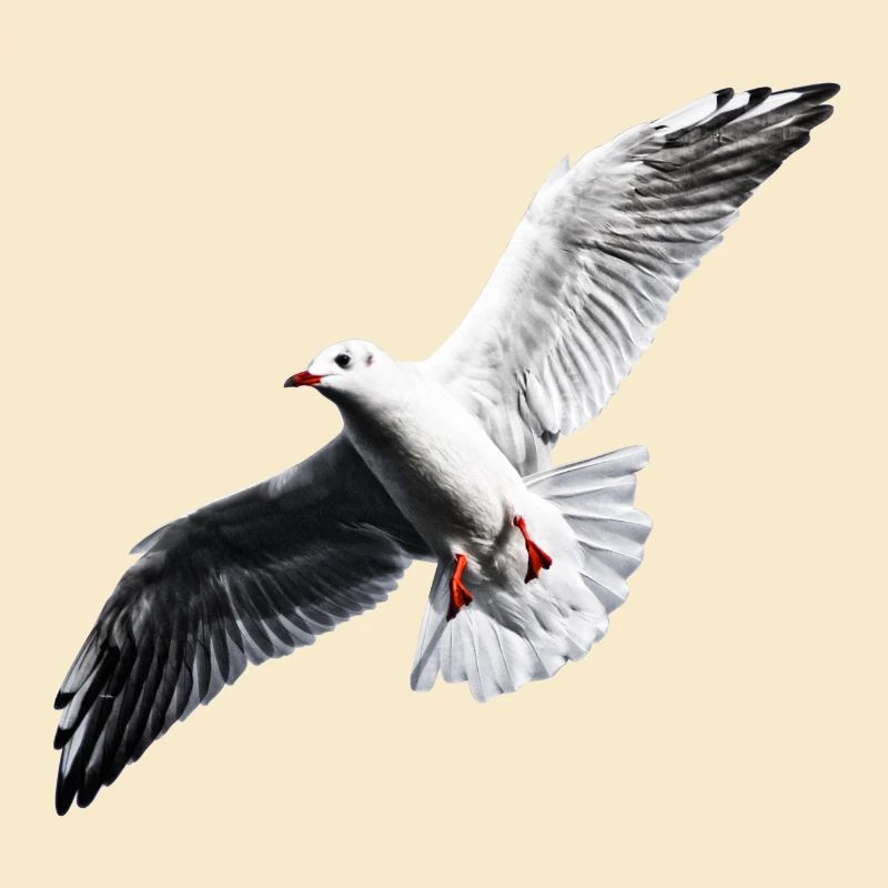 Möwe Shirt