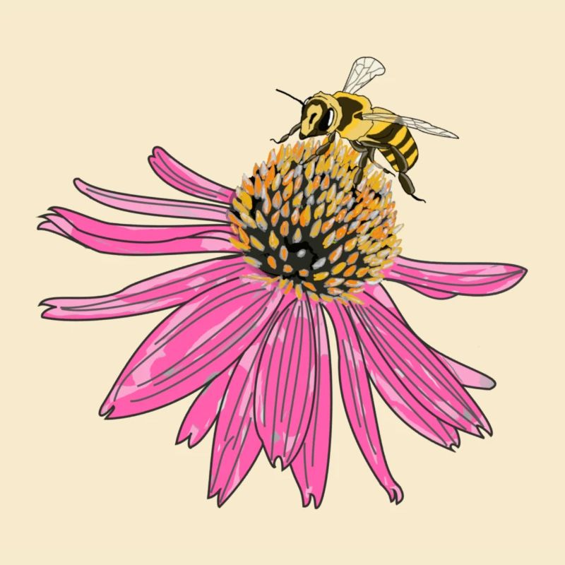 Échinacée, échinacée, abeille