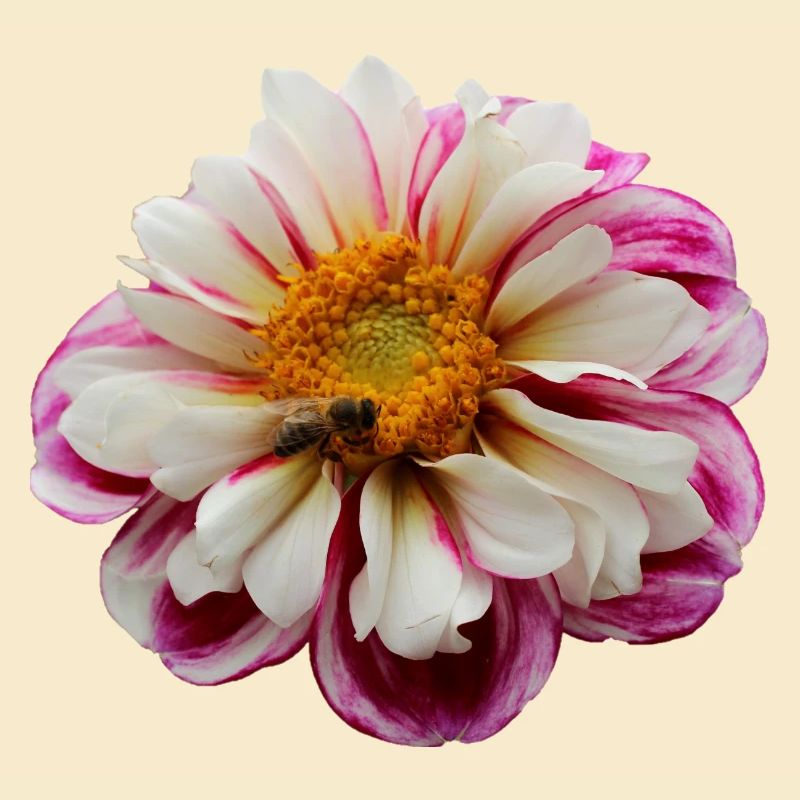 Fleur Rose Rose Fleur Fleurs Rose Rose Fleurs