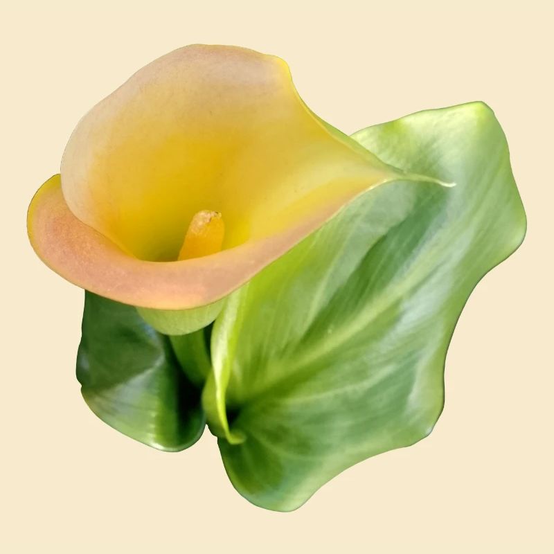 YELLOW CALLA LILY