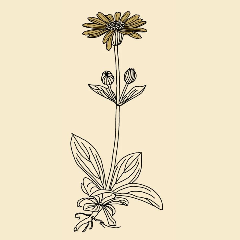 Blume Arnika