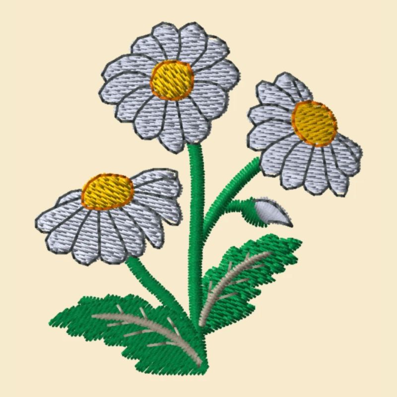Gänseblümchen