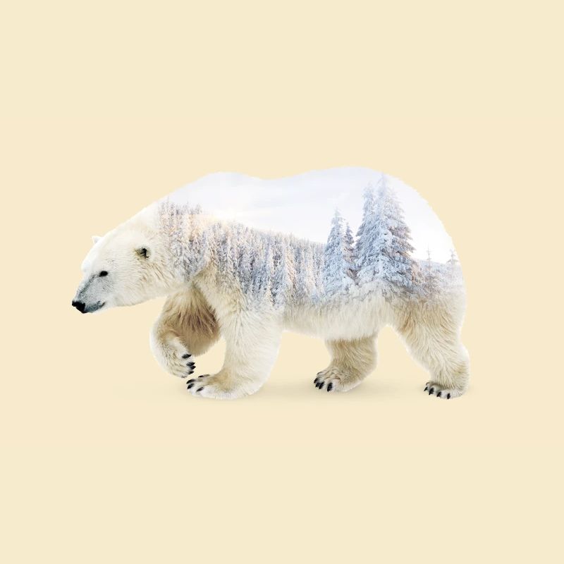 Eisbär