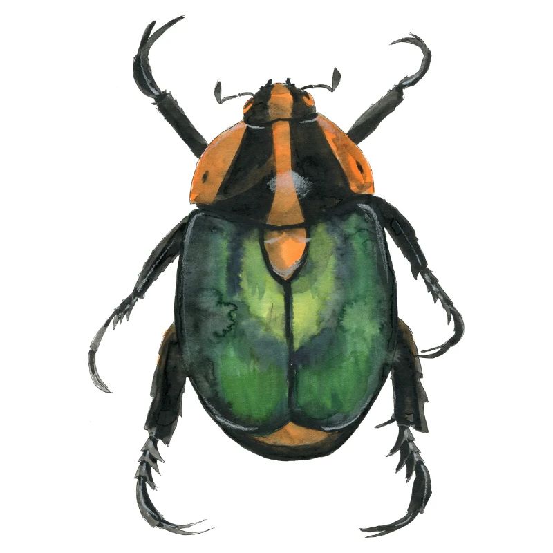 Kaefer2