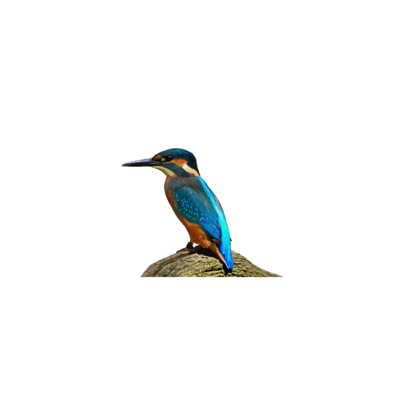 Vogel Geschenk Kinder