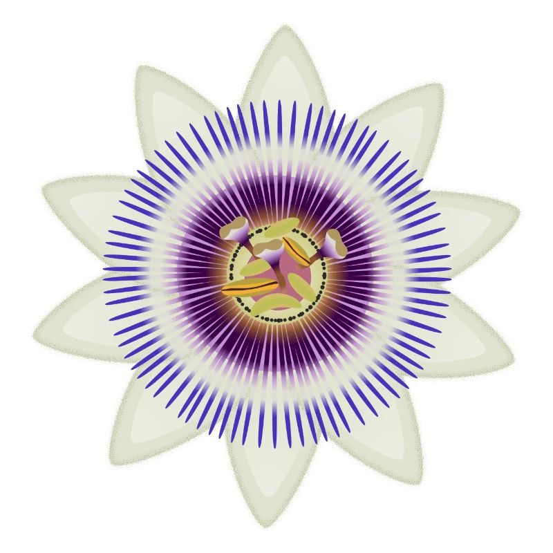 Kunstvolle Blüte einer Passionsblume