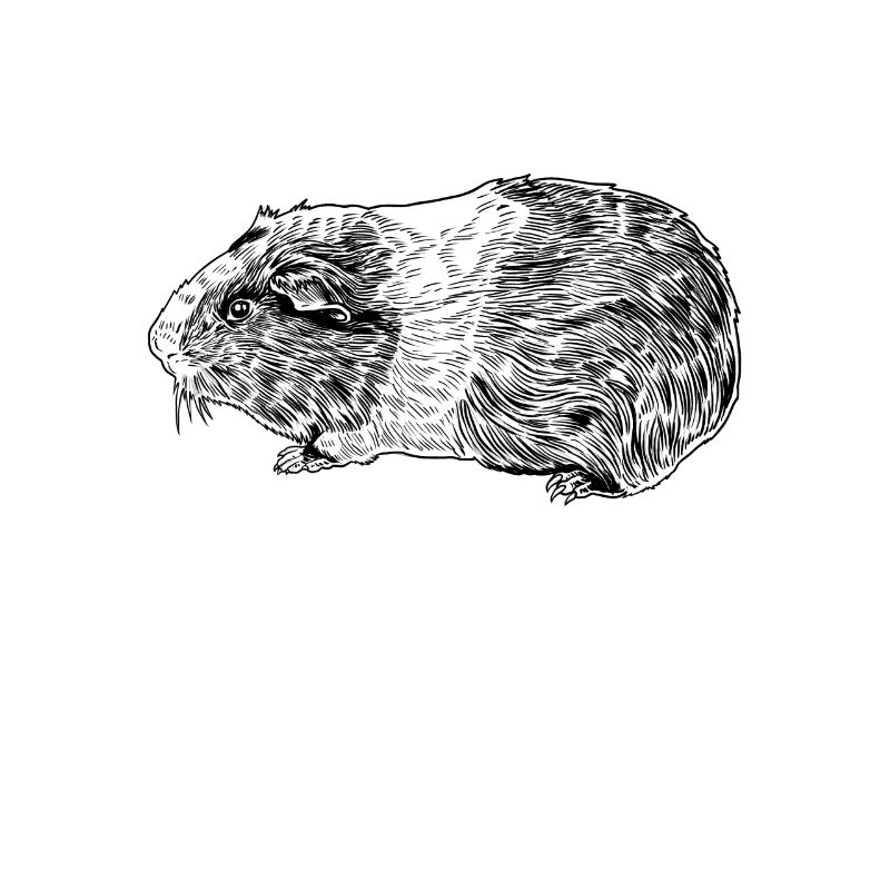 Dessin au trait d’un cochon d’Inde