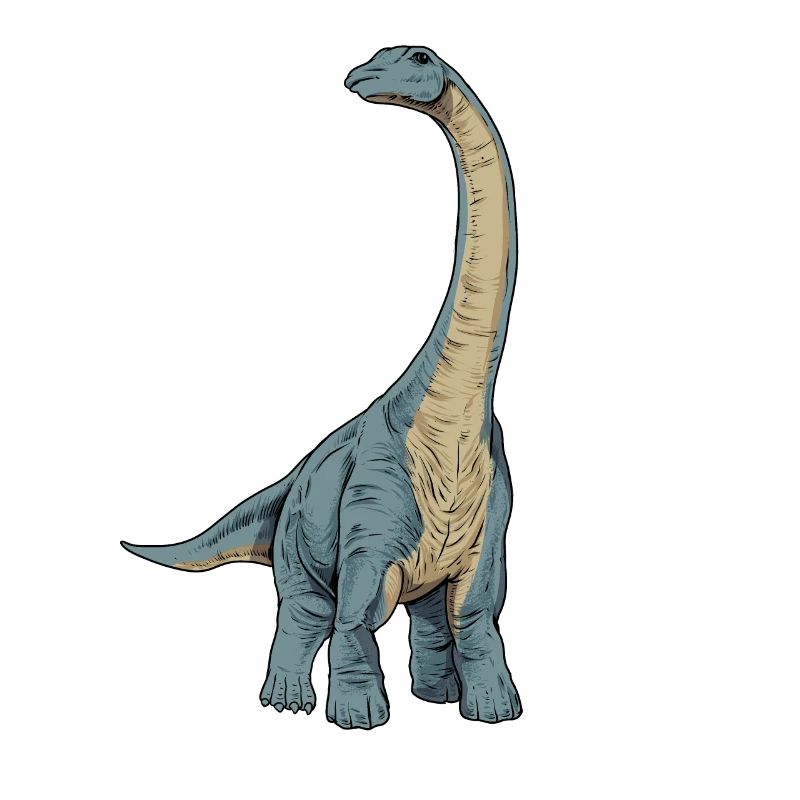 Dessin de l’Apatosaurus