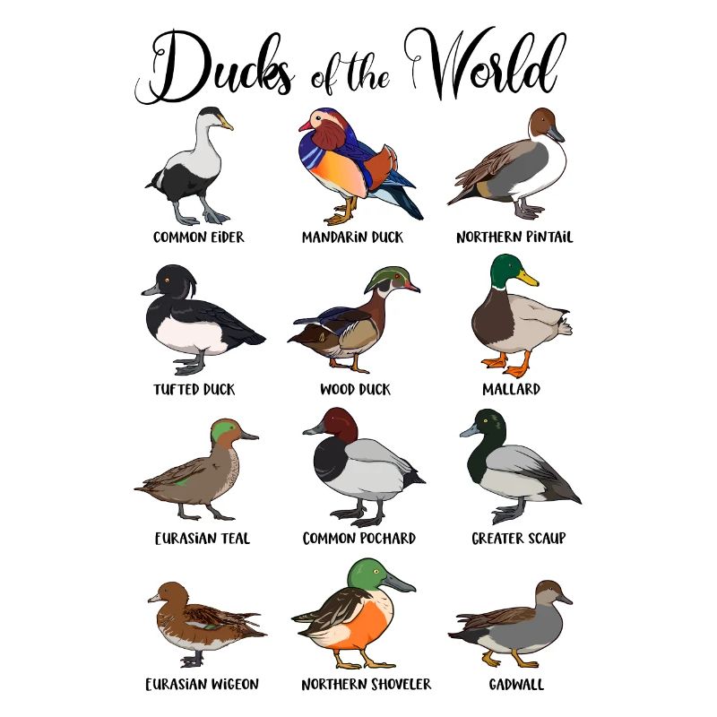 Différents canards - types de canards