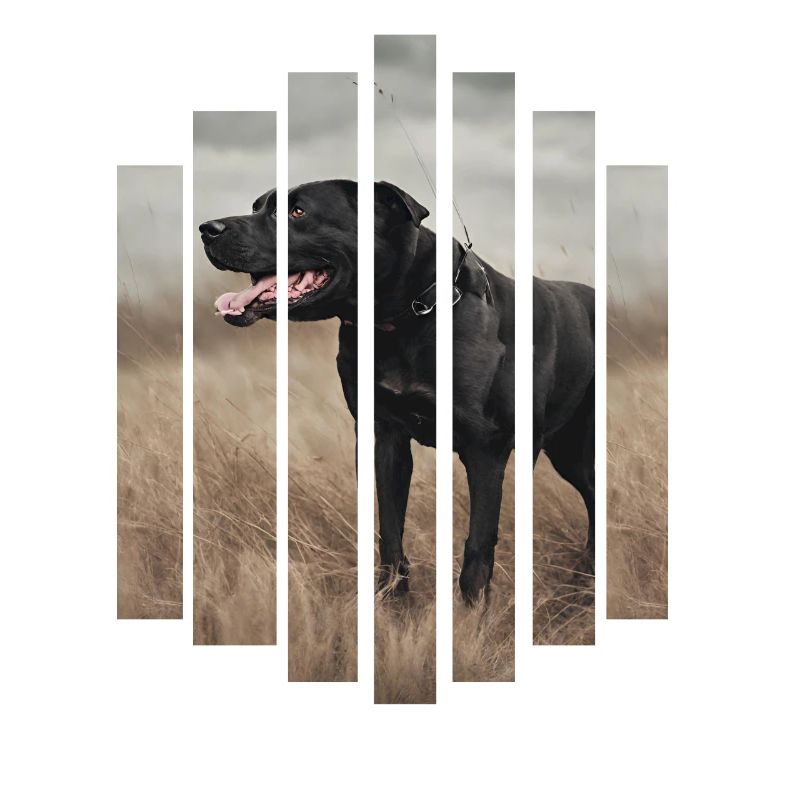 Cane Corso à rayures