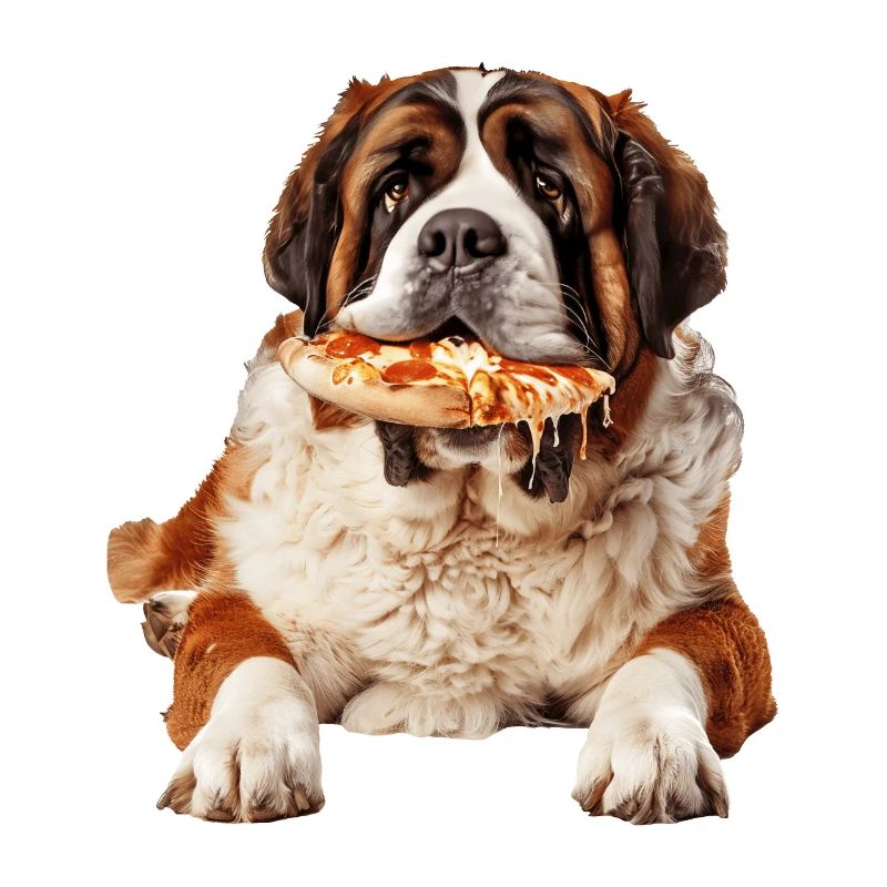 Saint Bernard