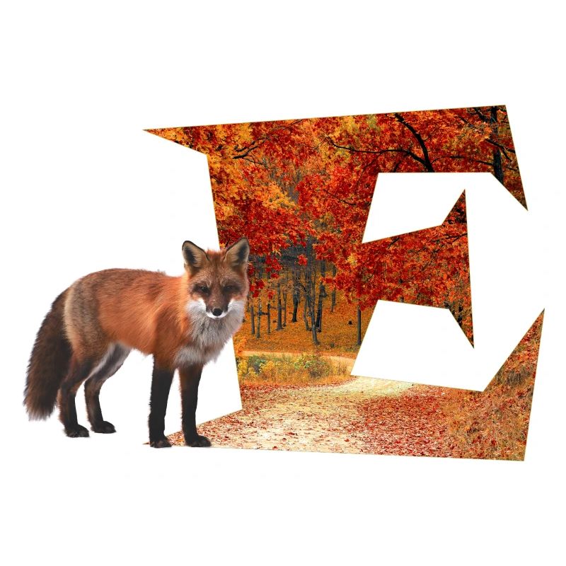 e herbstwald mit fuchs