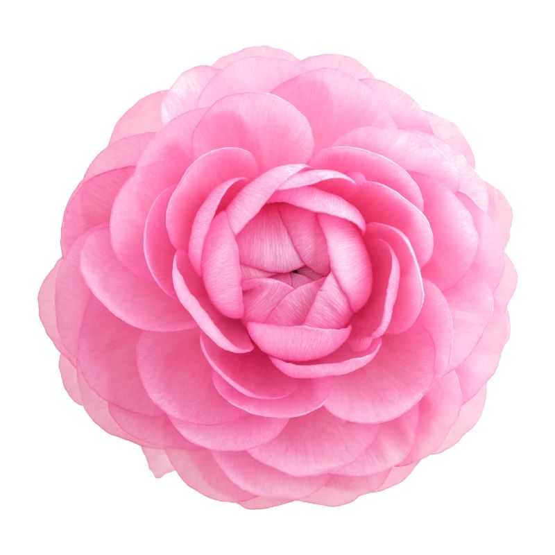 Floraison ranuncule
