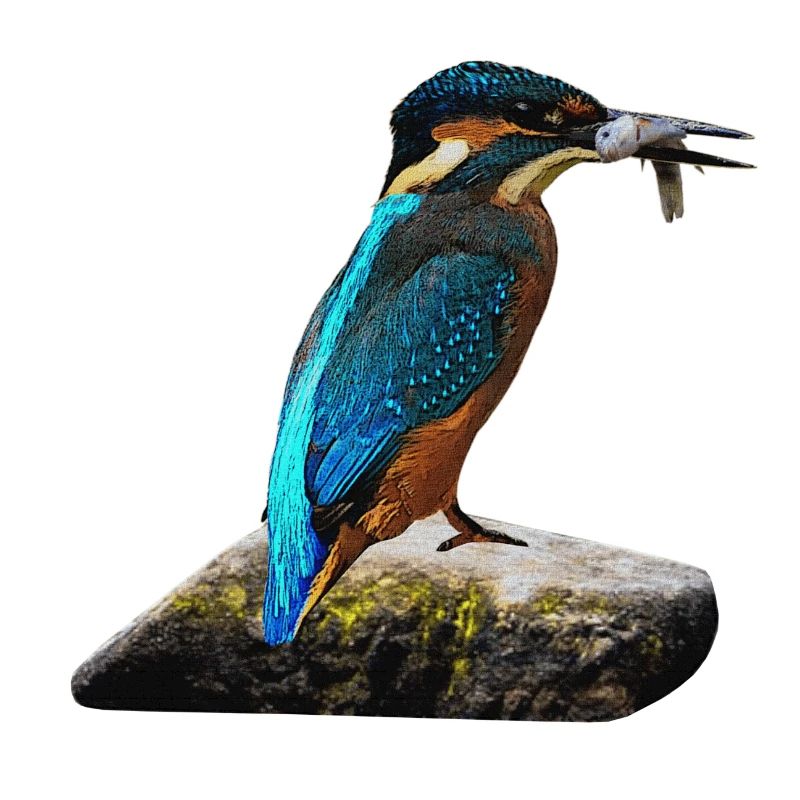 coole vögel, fischendes Eisvogel männchen