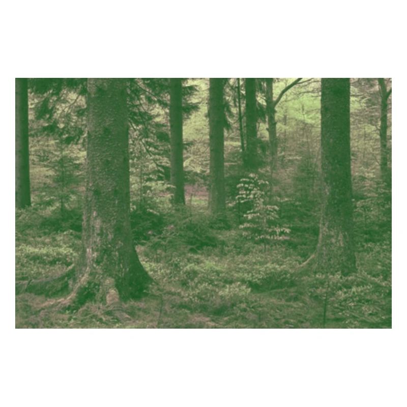 Träumerwald
