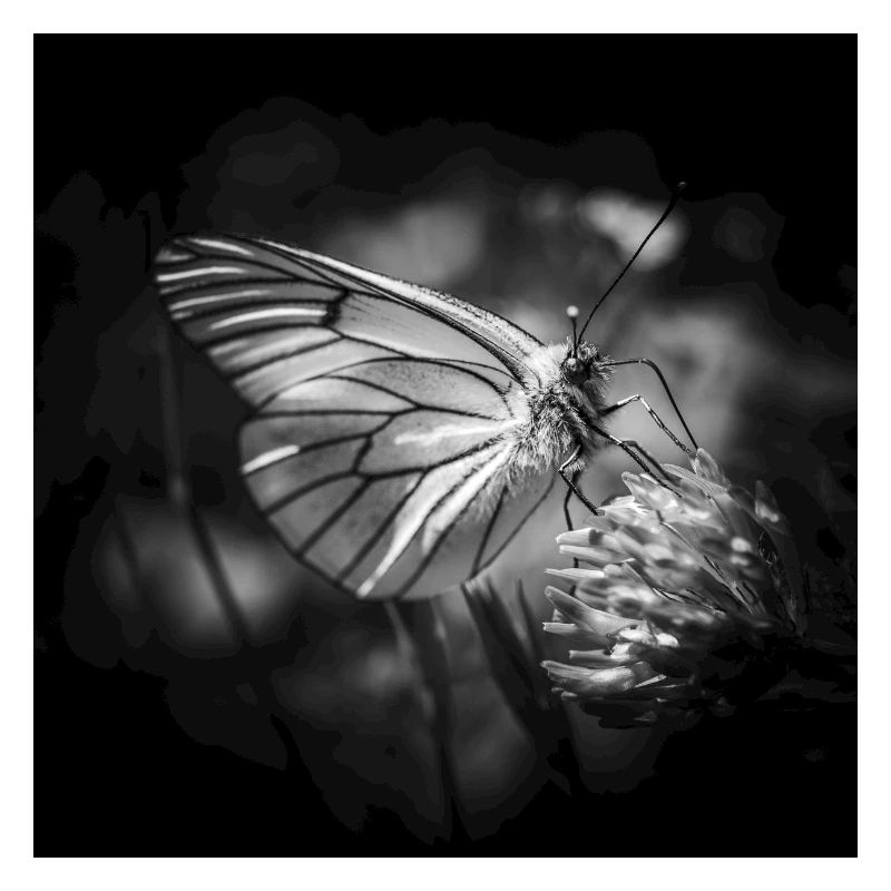 Papillon gros plan affiche noir et blanc