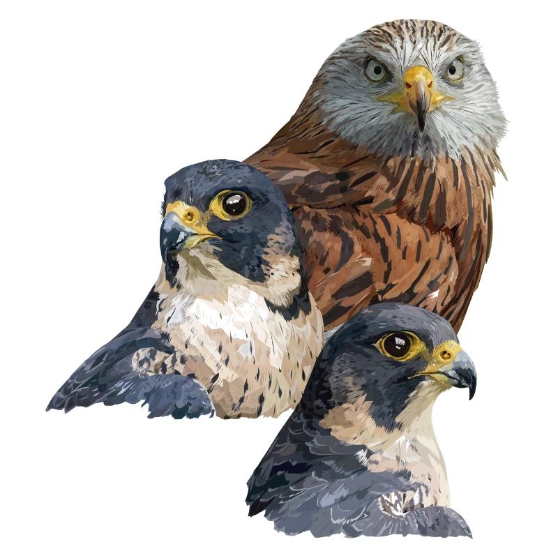 Greifvogel