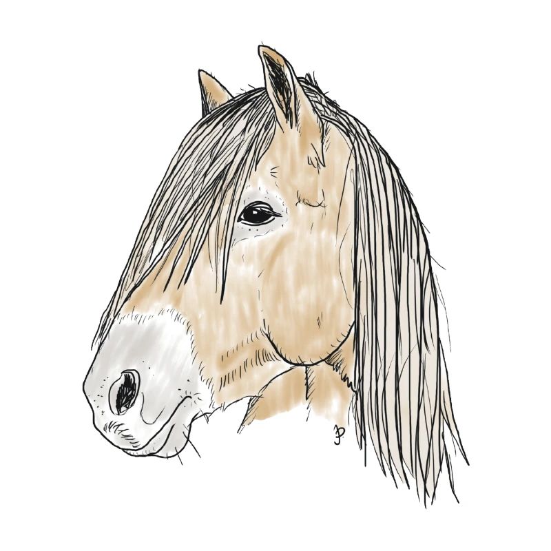 haflinger