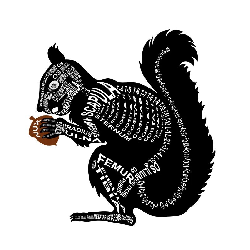 Eichhörnchen