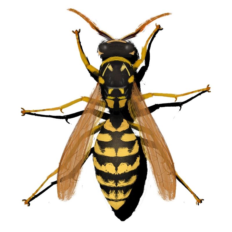 wasp