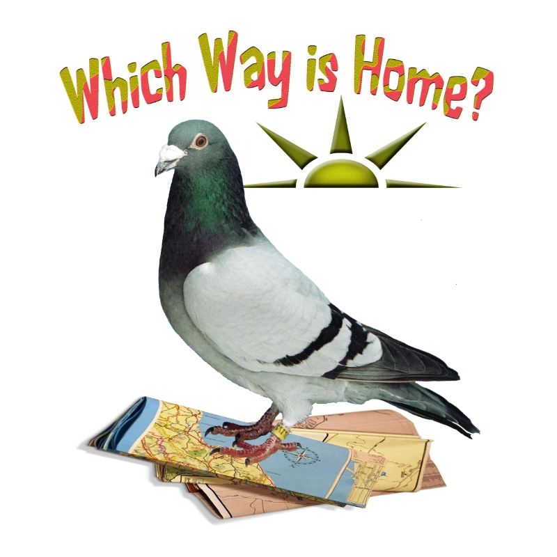 Which Way is Home