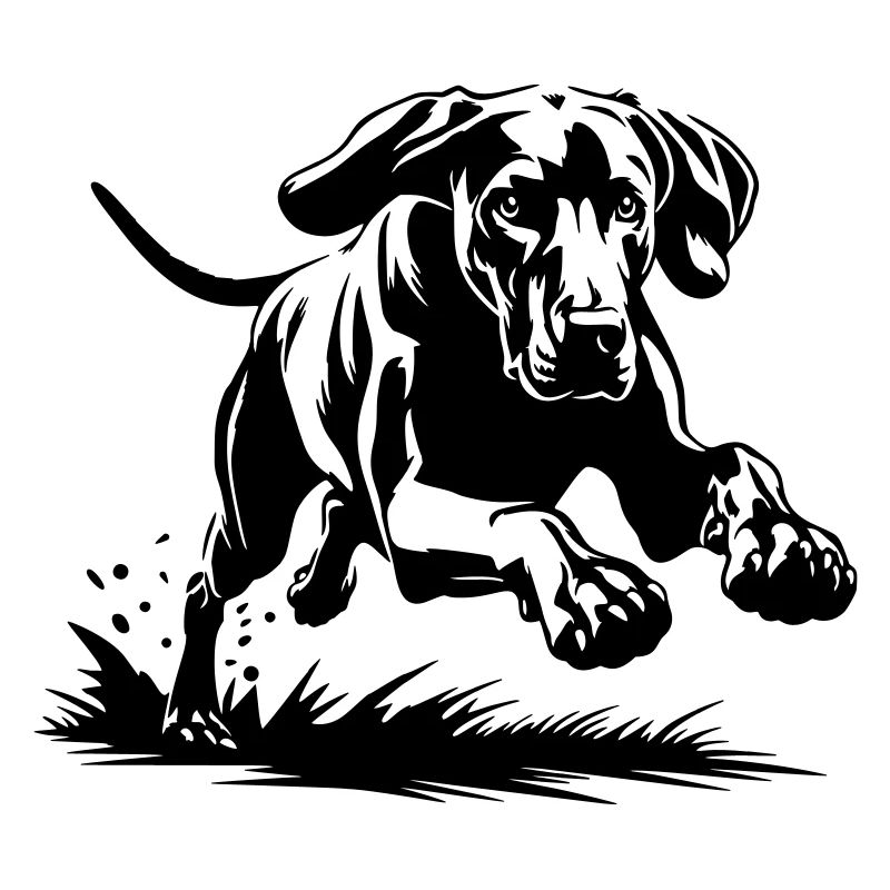 Weimaraner