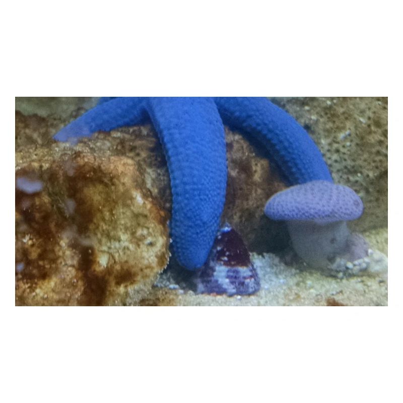 Blauer Seestern