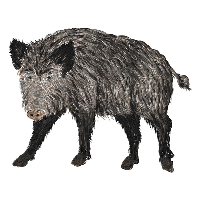 sanglier