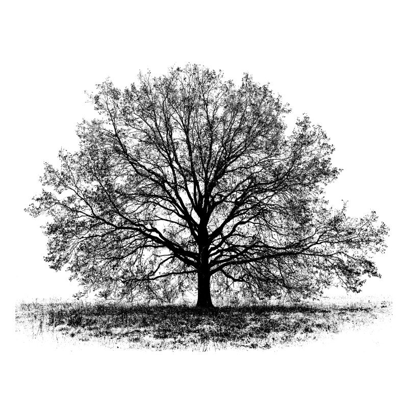 Baum in Schwarz