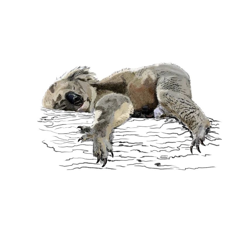 koala bear