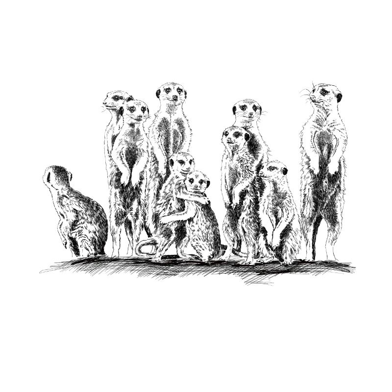 Erdmännchen
