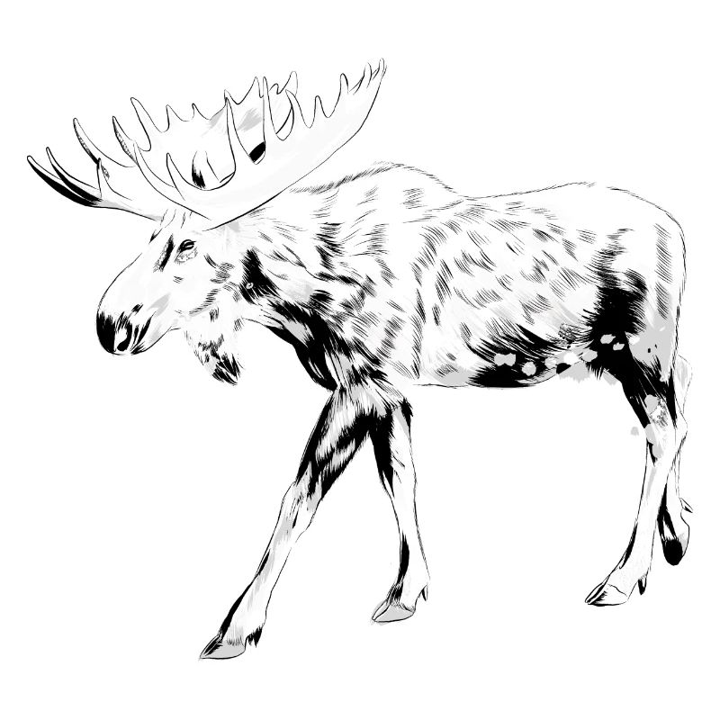 Moose sketch