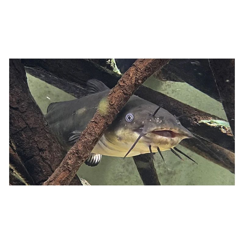 poisson chat aeiurus melas siluriforme xl