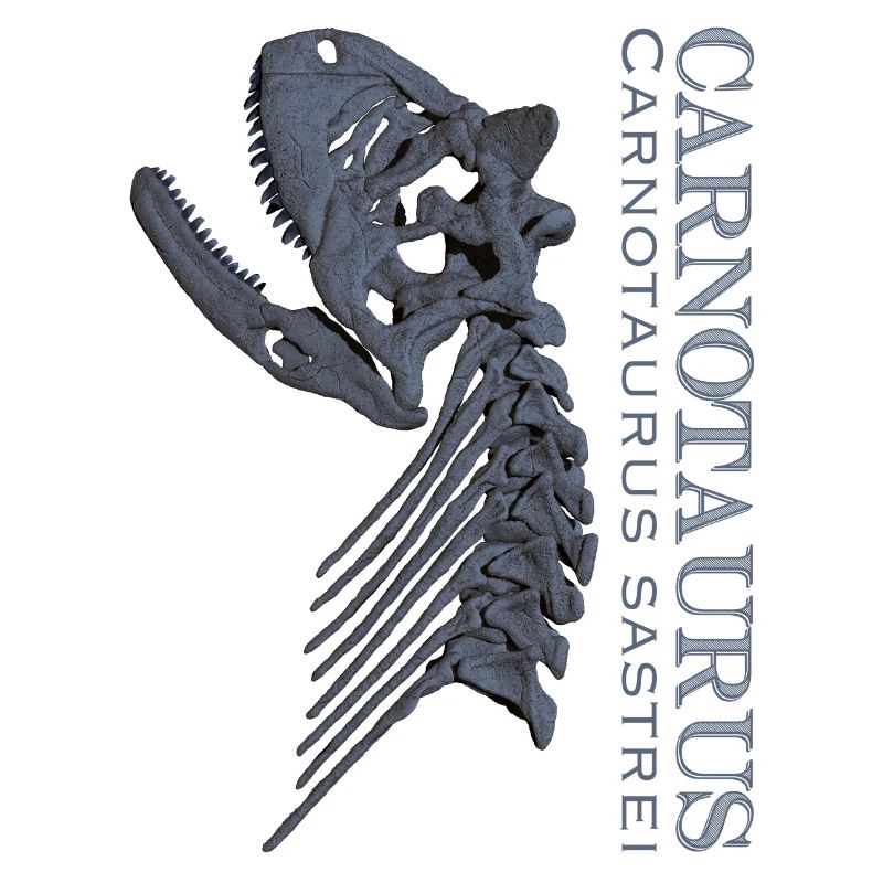Crâne de Carnotaurus gris