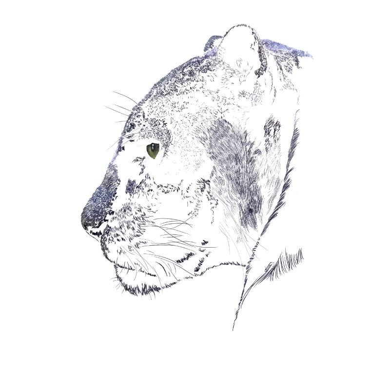 Panther