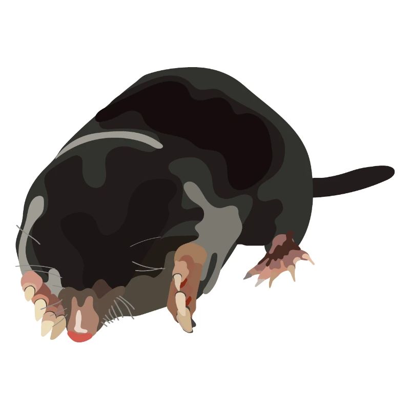 Môle