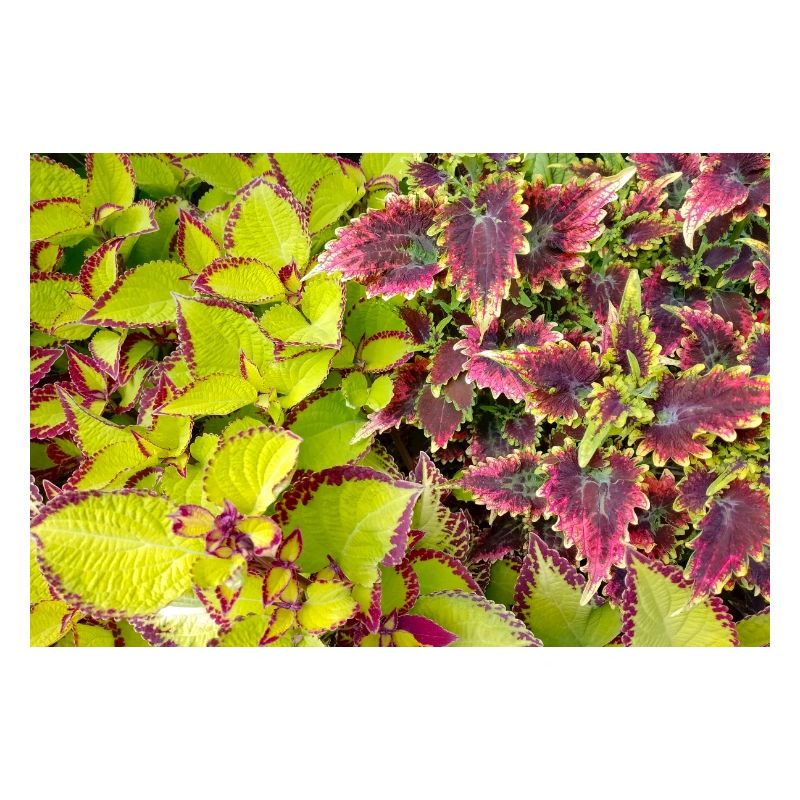 Feuilles de jeu couleur Coleus / Ortie