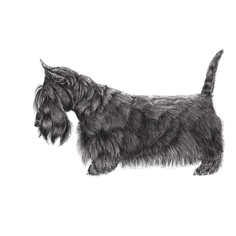 Terrier écossais UB