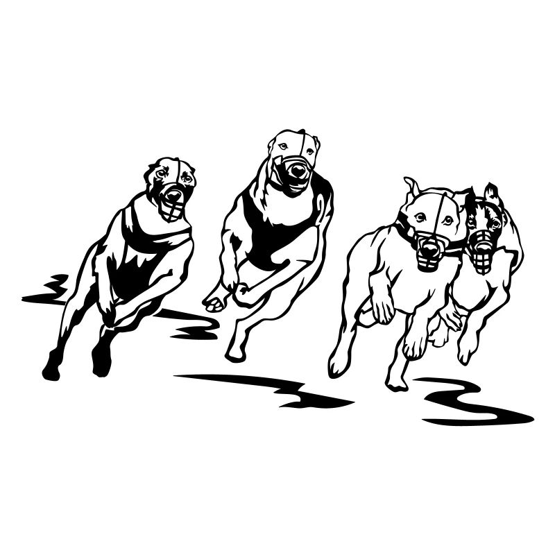 Whippets
