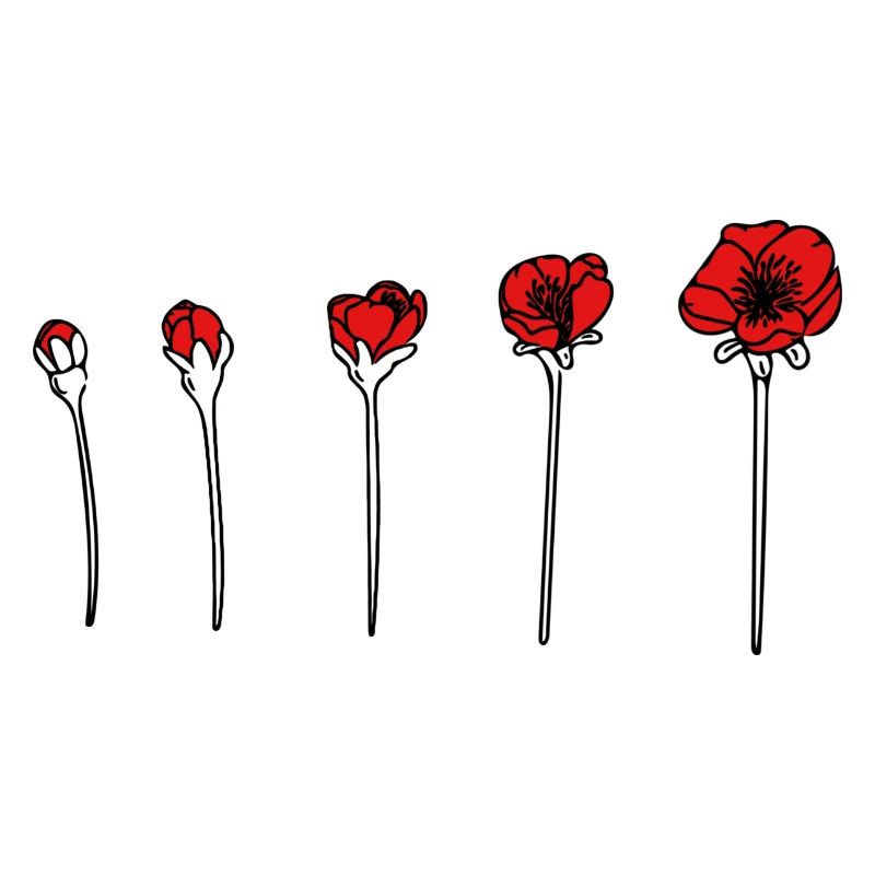 Mohn