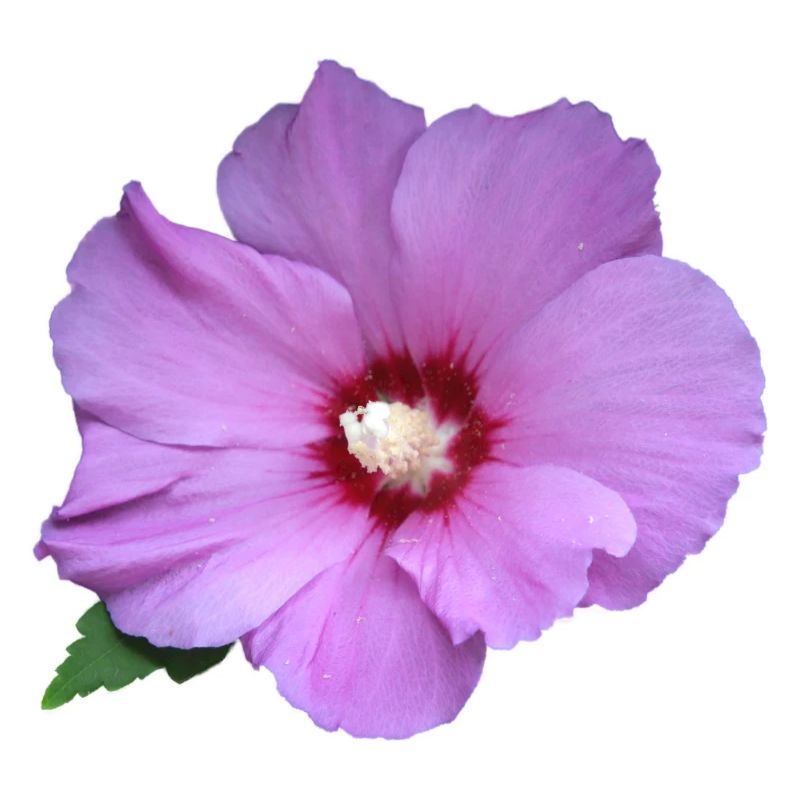Rosa fiore rosa Rosa marshmallow