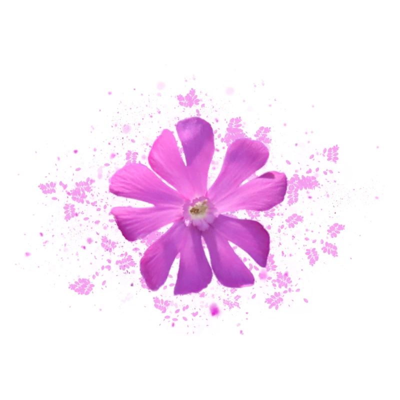 fleur rose fleur rose