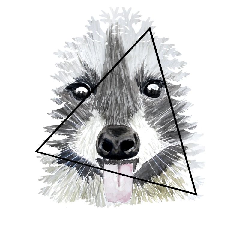 Waschbär