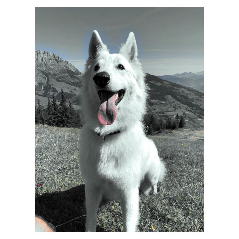 Weißer Schäferhund