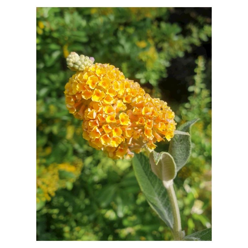 buddleia, buisson de papillons ou lilas d’été 'Sungold'